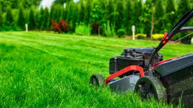 Why Professional Lawn Maintenance is Essential for a Thriving Landscape