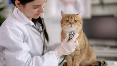 Find Cat Veterinarian: A Complete Guide to Keeping Your Feline Healthy