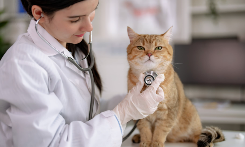 Find Cat Veterinarian: A Complete Guide to Keeping Your Feline Healthy