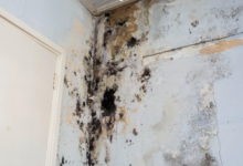 How Professional Mold Removal Prevents Property Damage and Increases Home Value