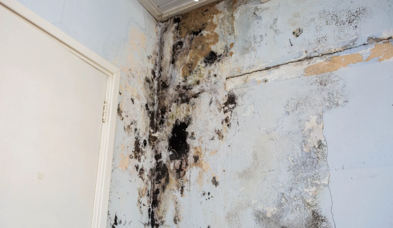 How Professional Mold Removal Prevents Property Damage and Increases Home Value