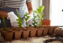 Techniques for Healthy Plant Cultivation