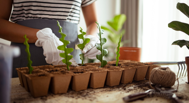 Techniques for Healthy Plant Cultivation