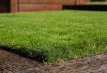 Emerald Zoysia: The Gold Standard for Elegant, Durable Lawns