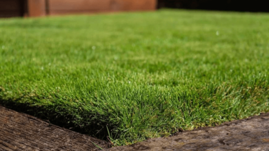 Emerald Zoysia: The Gold Standard for Elegant, Durable Lawns
